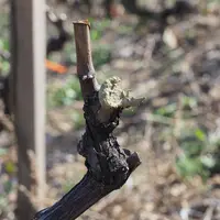 Plaie de vigne badigeonnée