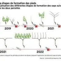 Graphique de formation des ceps