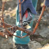 Viticulture. Taille de la vigne au château Mission Haut Brion. Travail dans les vignes en hiver. Manipulation du sécateur. vig