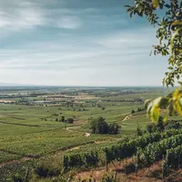 paysage viticole alsacien
