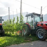 Tracteur spécialisé Massey Ferguson MF 3 dans un verger