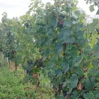 Parcelle de pinot kors à Chassagne Montrachet