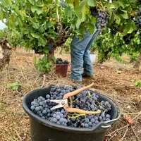 seau à vendange raisin noir