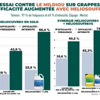 Graphiques  de résultats d'essai de l'association HELIOCUIVRE et HELIOSOUFRE su rmildiou.