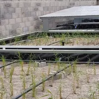 Système de lit planté de roseaux pour le traitement de l'eau