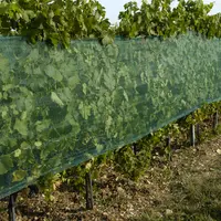 filet paragrêle dans une vigne en Beaujolais