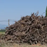 Souches de vigne en tas sur une parcelle de vigne qui vient d'être arrachée.