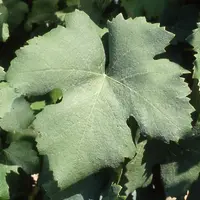 Feuille de terret noir