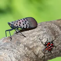 SLF-spotted lanternfly (Lycorma delicatula) winged adult  4th instar nymph (red body) in Pennsylvania, on July 20, 2018. USDA-