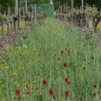 Interrang de vigne couvert avec des engrais verts en fleur (trèfle incarnat au premier plan)