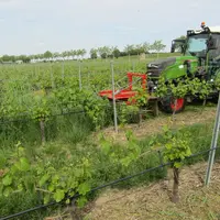 Fauchage d'herbe dans les vignes