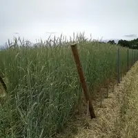 paillage en place en vignes charentaises