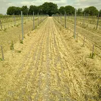 paillage de vigne en charente