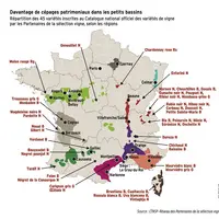 <em class="placeholder">Graphique = Davantage de cépages patrimoniaux dans les petits bassinsRépartition des 45 variétés inscrites au Catalogue nation