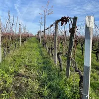 Arbres dans les vignes de la SCEA Les Joualles de Cormeil-Figeac, château Cormeil-Figeac, 33330 Saint-Emilion, gironde, en déc