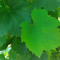 feuilles de rkatsiteli, cépage de vigne géorgien