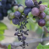 grappe de raisin atteinte par du mildiou