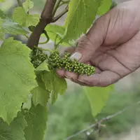 vigne au stade fermeture des capuchons