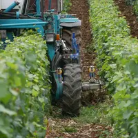 Tracteur enjambeur réalisant du travail du sol en vignes étroites, à l'aide d'une charrue vigneronne.