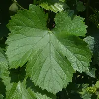 feuille de variété de raisin de cuve volturnis