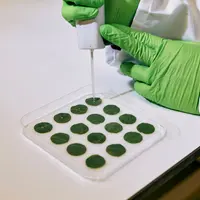 expérimentation de produits sur disques foliaires de vigne en laboratoire