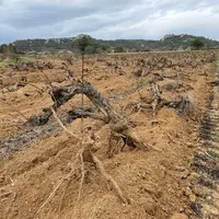Parcelle de vignes de grenache venant juste d’être arrachée à l'aide l'une arracheuse.