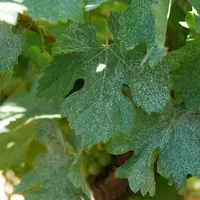 feuille de vigne couverte de cuivre