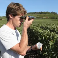 Viticulture. Vigneron sur sa parcelle faisant une lecture de concentration de sucre avec un réfractomètre afin de suivre l