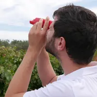 Technicien viticole en train de réaliser un contrôle de maturité (taux de sucre) de baies de raisin après prélèvement d'é