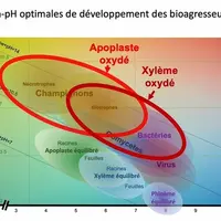 GRAPH Le développement des bioagresseurs dépend du pH et du potentiel d'oxydoréduction (Eh) de la planteConditions de dév