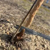 pied de vigne rongé et sectionné par des lapins