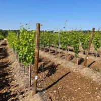 Parcelle expérimentale au Conservatoire du vignoble charentais
variétés résistantes aux maladies cryptogamiques, et adaptées a