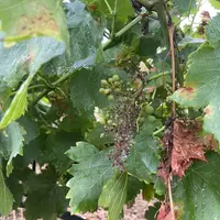 Mildiou sur vigne