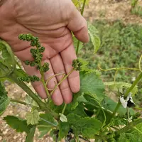 Filage d'une grappe de raisin