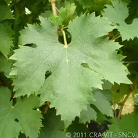 Feuille de montepulciano