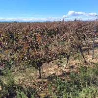 vignes touchées par Jacobiasca lybica