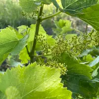 Vigne en fleur, le 29 mai 2024, vers Châteauneuf-du-Pape, sur une parcelle du Clos Saint Michel. Fleur de la vigne. Floraison