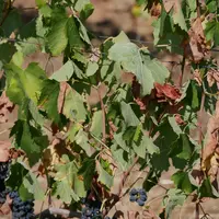 vigne en état de stress hydrique