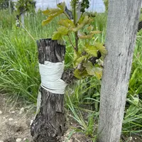 Cep de vigne surgreffé