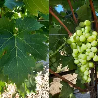 feuille et grappe de vigne Bouquet 3196