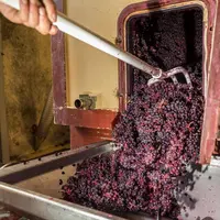 décuvage macération semi carbonique en Beaujolais