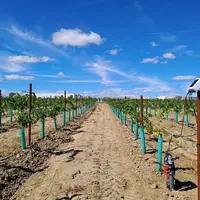 Installation d'irrigation connectée dans une vigne en Espagne
