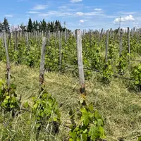 Chez Paul Esteve et Chrystelle Vareille, vignerons au Domaine des Miquettes, à Cheminas, en Ardèche, en appellation saint-jose
