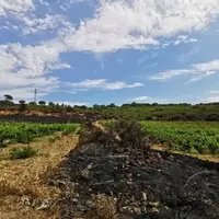 traces de feu proche de parcelles de vigne