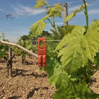 Vigne en début de végétation. Débourrement au Château Haut Brion en Gironde. Jeunes feuilles et fil de fer de palissage. Rak d