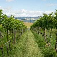 vignes du domaine Greystone en Nouvelle Zélande