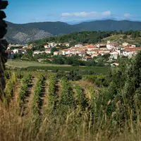 Vignoble des Pyrénées-Orientales.