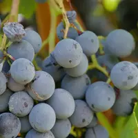 Botrytis sur grappe de raisin.