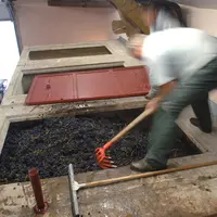 Vigne / réception de la vendange / remplissage d'une cuve béton avec les raisins récoltés / raisins noirs / cépage Gamay