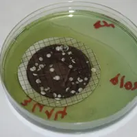 culture de Brettanomyces bruxellensis en boîte de Pétri